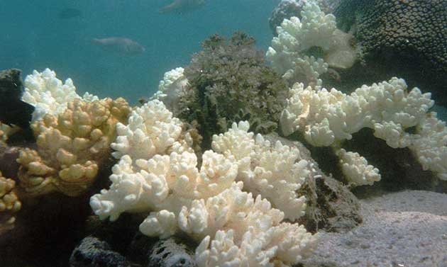 La barriera corallina sta scolorendo a causa dell’effetto serra