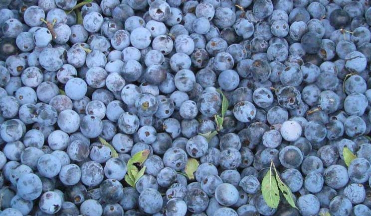 Prunus Spinosa: la pianta del Molise che cura i tumori
