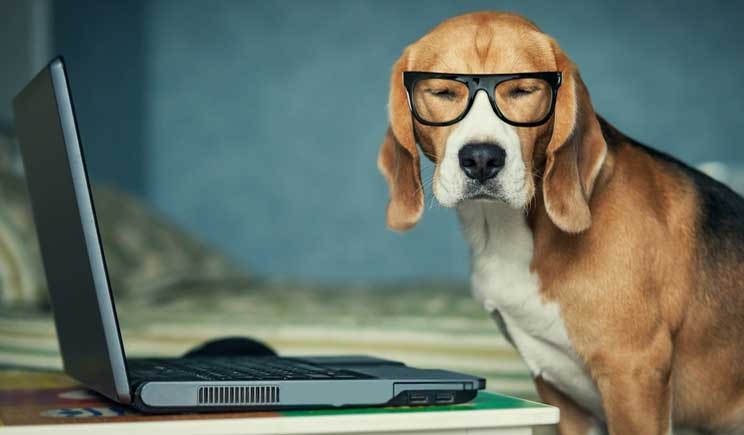 Giornata mondiale dei cani in ufficio: meno stress e maggiore produttivitÃ 