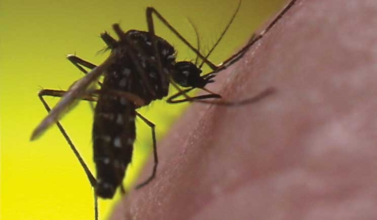 Uno studio rivela perchÃ© le zanzare ci pungono senza via di scampo