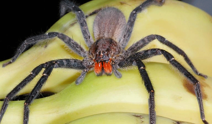 Il veleno di un ragno per battere la disfunzione erettile