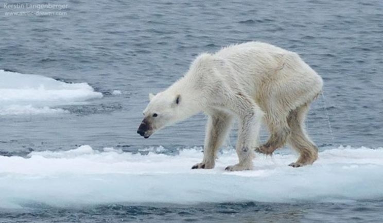 Orso bianco in difficoltÃ  diventa l’emblema del cambiamento climatico