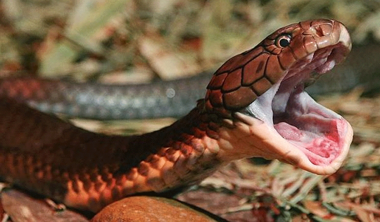 Emergenza serpenti, potrebbero finire le scorte di antidoto