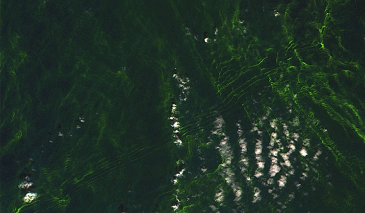 Mar Baltico: tempesta di alghe fotografata dallo spazio
