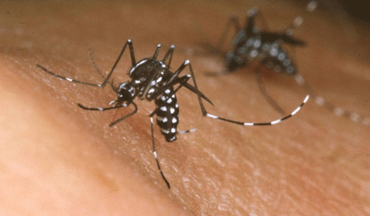 La febbre tropicale dengue fa la sua comparsa in Italia