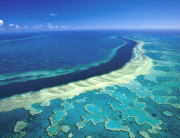 Barriera corallina: a rischio il 93% della superficie