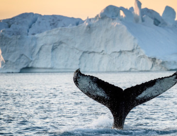 Groenlandia: scioglimento record dei ghiacci
