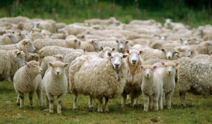 Pastore multato perchÃ© le sue pecore non erano vaccinate