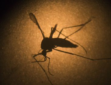 Zika: in arrivo un test diagnostico da due dollari