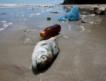 Greenpeace: la plastica in mare finisce sulle nostre tavole