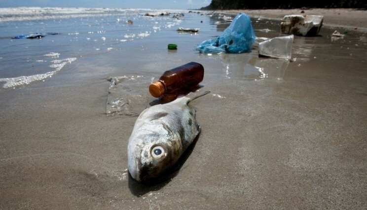 Greenpeace: la plastica in mare finisce sulle nostre tavole