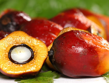 Dalla Ferrero via libera all’olio di palma sostenibile