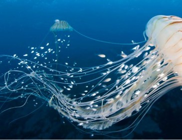 Tempo di vacanze, attenzione alle meduse