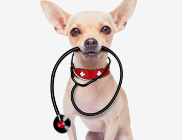 Cardiopatie Congenite nei cani: c’Ã¨ da preoccuparsi?